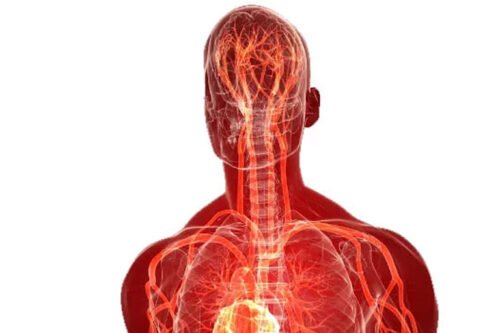 Anatomy & Physiology Product