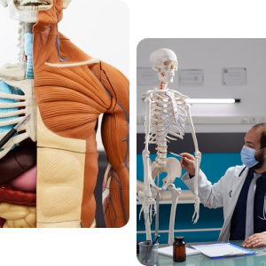 Anatomy & Physiology