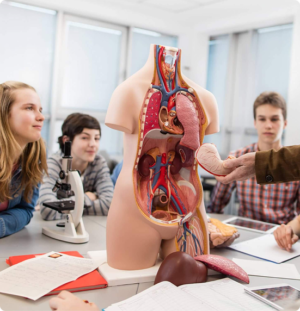 Anatomy & Physiology